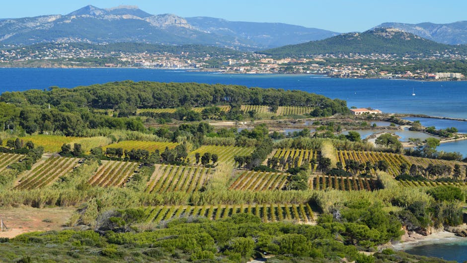Vineyard terraces Monterosso sea view tasting