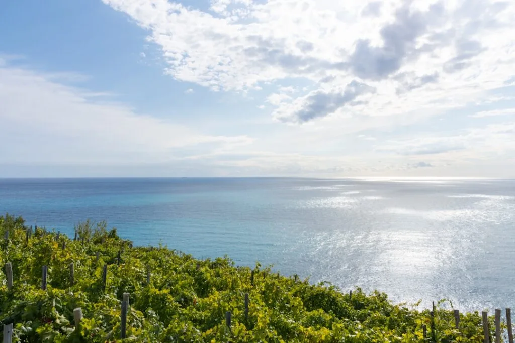 Vignoble en terrasses surplombant la mer Méditerranée à Cinque Terre