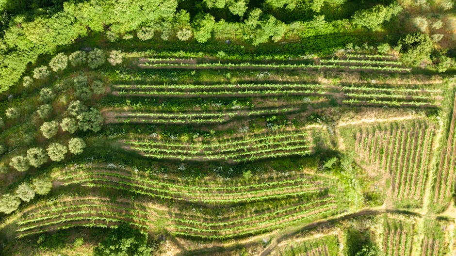 Corniglia panoramic terrace vineyard view