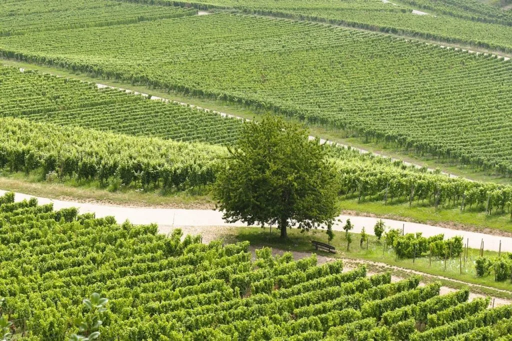 Rangs réguliers de vignoble avec un arbre et un chemin
