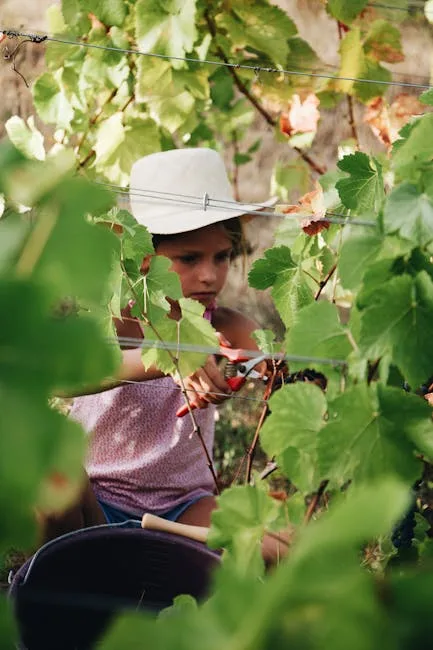 Enfant avec chapeau cueillant des grappes de raisin dans un vignoble de Cinque Terre