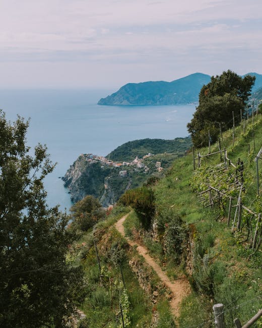 Vineyard terraces Cinque Terre morning