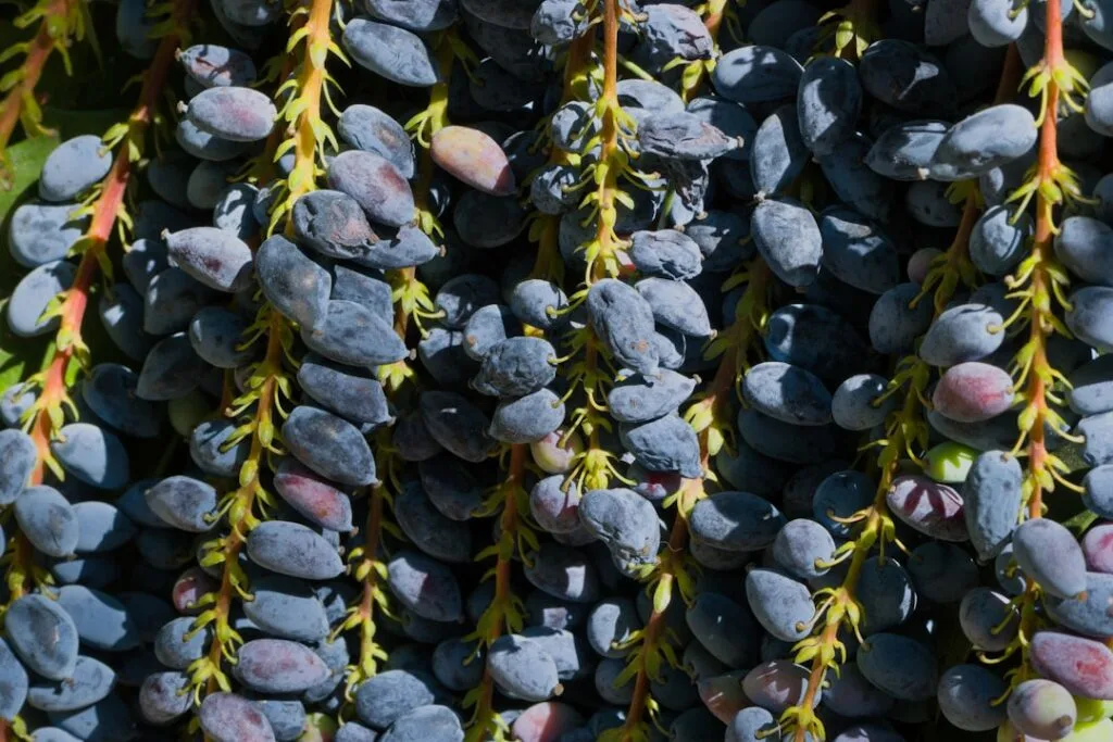 Donkerblauwe druiventrossen voor Sciacchetrà-wijn tussen terrassen in Cinque Terre