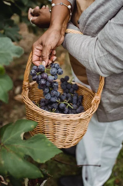 Gros plan sur un vendangeur tenant un panier rempli de raisins à Monterosso