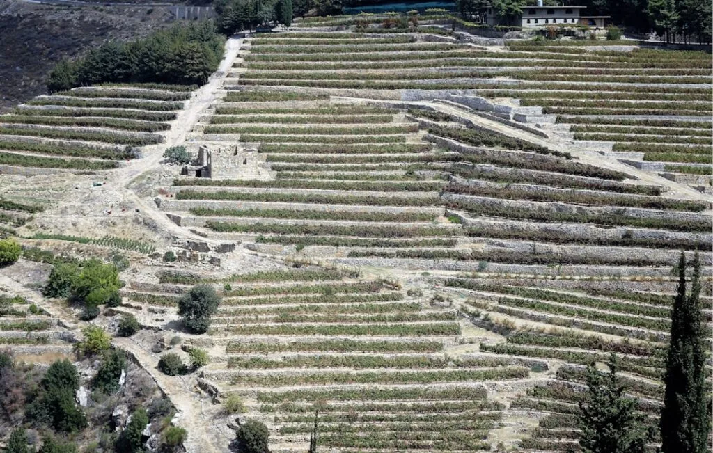 Vignobles en terrasses cultivés sur flanc de colline des Cinque Terre